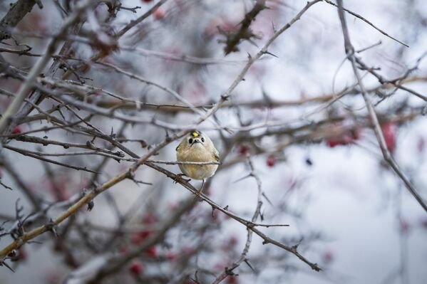 Türkiye ve Avrupa’nın en küçük kuşu olan çalıkuşu Bursa’da görüntülendi