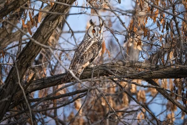 Van’da orman baykuşlarının kış buluşması