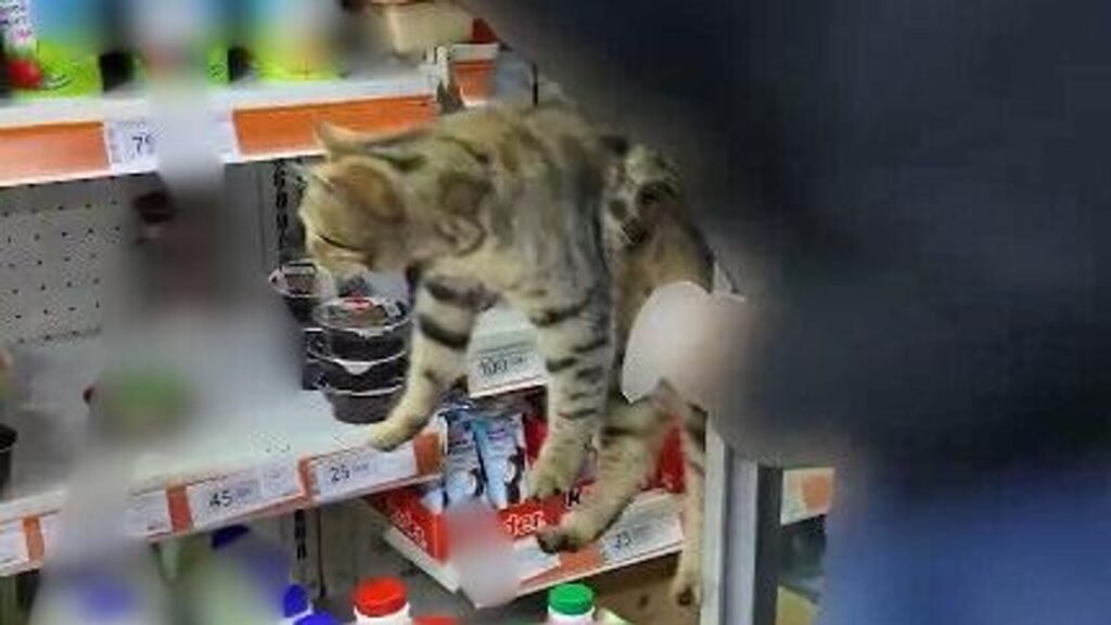 Belediye ekipleri denetim yaptı: Zincir marketin rafından kedi çıktı