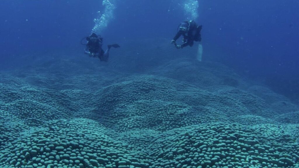 Dünyanın en büyük mercan kolonisi Avustralya açıklarında keşfedildi