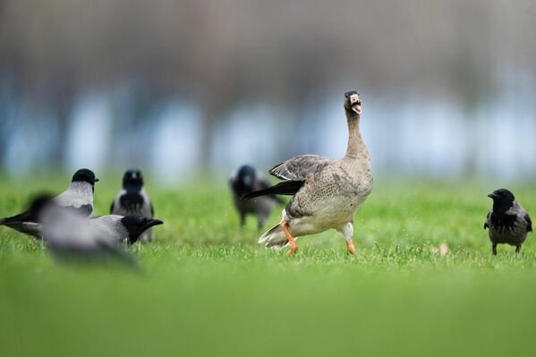 Göç yolunu şaşıran sakarca kazları İstanbul’daki parkta görüntülendi