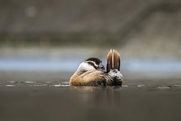 Nesli tehlike altındaki dikkuyruk ördekleri Kocaeli’de görüntülendi