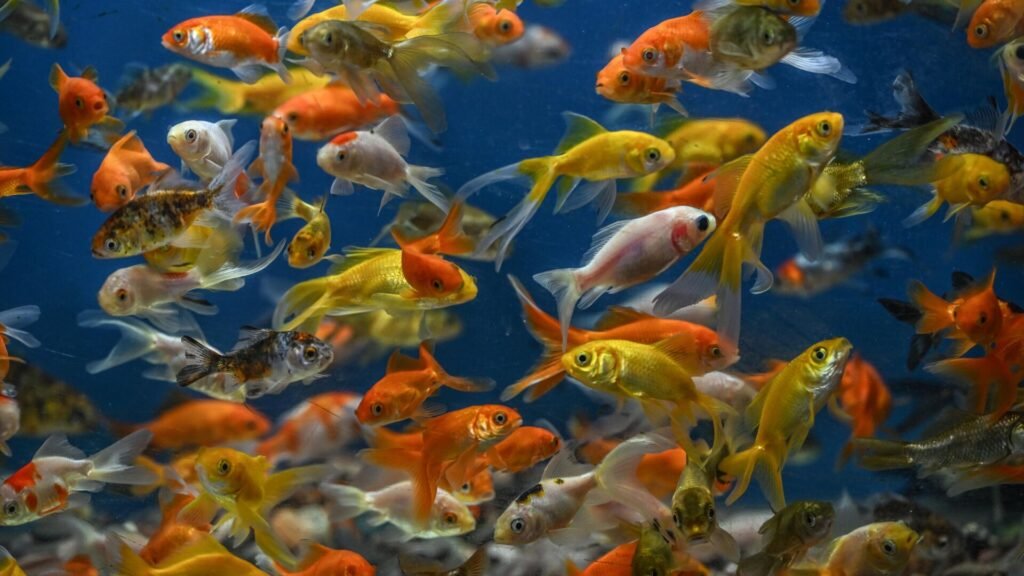 Okyanuslar ısındıkça balıklar azalıyor: Her 0.1 derecelik artışta yüzde 7.2’lik kayıp raporlandı