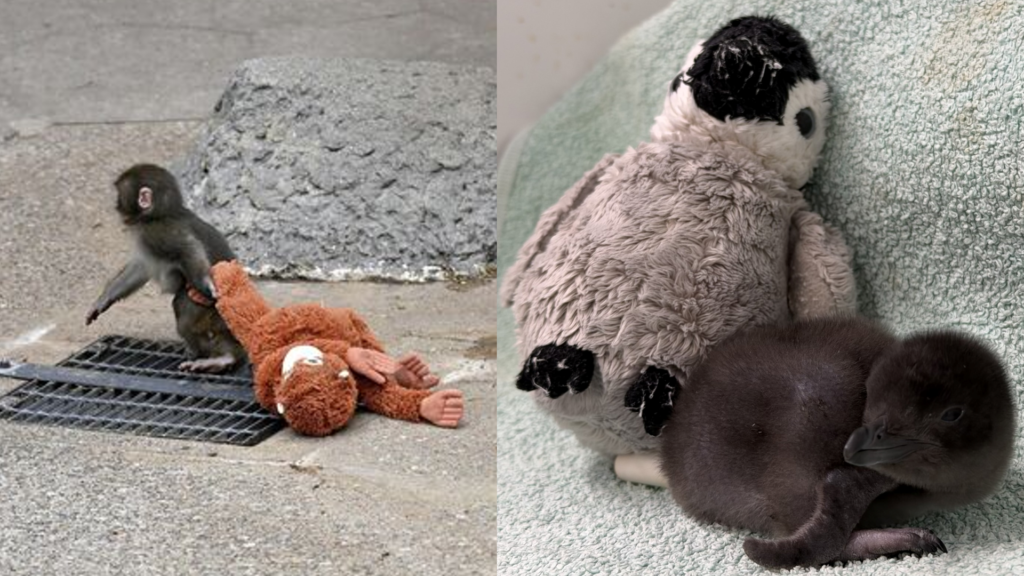 Punch’ın ardından nadir penguen yavrusuna da ‘oyuncak refakatçi’ verildi