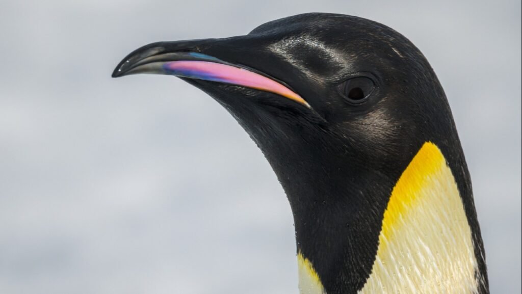 Uydu görüntüleri ortaya çıkardı. Buzullar eriyor, penguenler yok oluyor