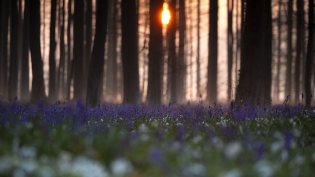 Uzmanlar endişeli: Ormanlar hızla değişiyor