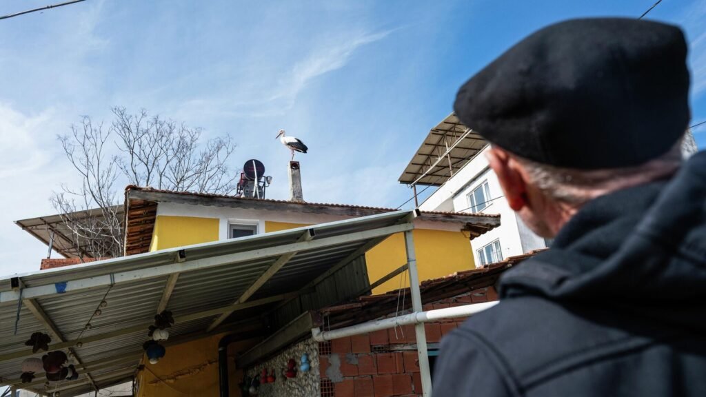 Yılın ilk leyleği Nazlı geldi: Yaren leylek bekleniyor
