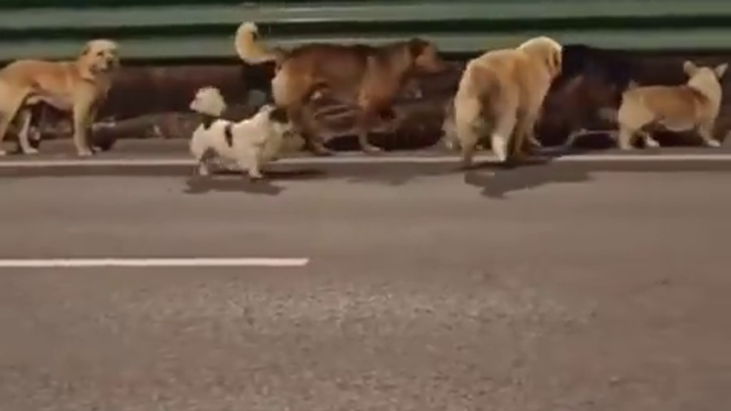 7 köpeğin kaçışı olay oldu: 17 kilometre yürüyüp evlerine döndüler, on milyonlarca kişi izledi