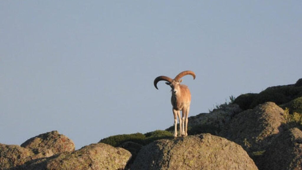 Yaban keçisini avladı: 984 bin 718 lira ceza kesildi